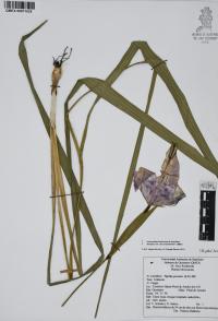 Tigridia pavonia image